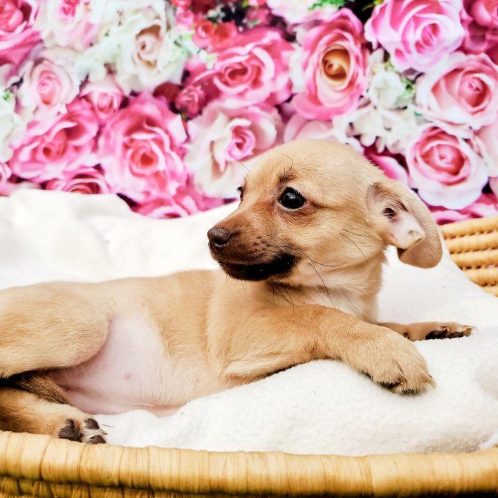 Enlarge Pecan, a Adopted mixed breed in Bakersfield, CA image 6/6