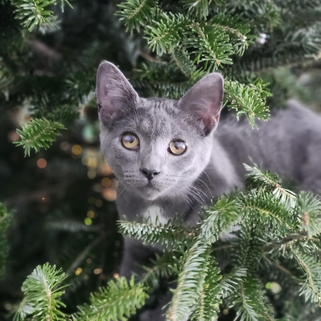 Enlarge 0925-115 Stardust, a Adoptable Domestic Short Hair in Abingdon, MD image 1/2