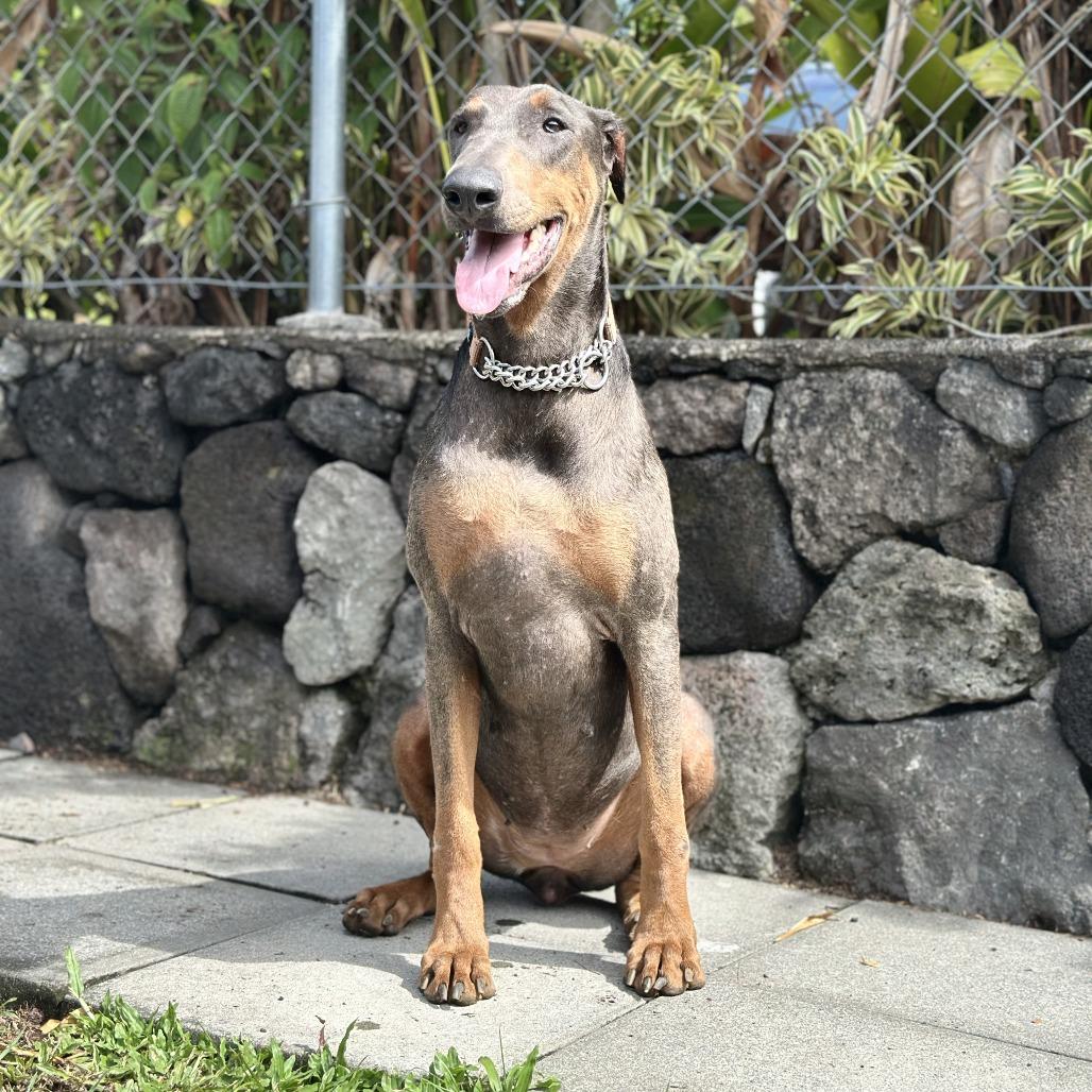 Enlarge Dixie, a Adoptable Doberman Pinscher in Keaau, HI image 1/6