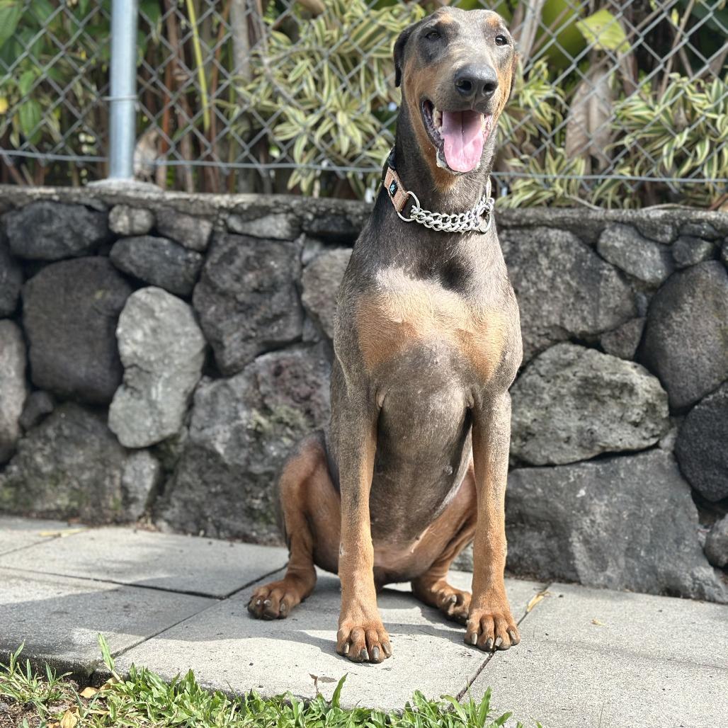 Enlarge Dixie, a Adoptable Doberman Pinscher in Keaau, HI image 2/6