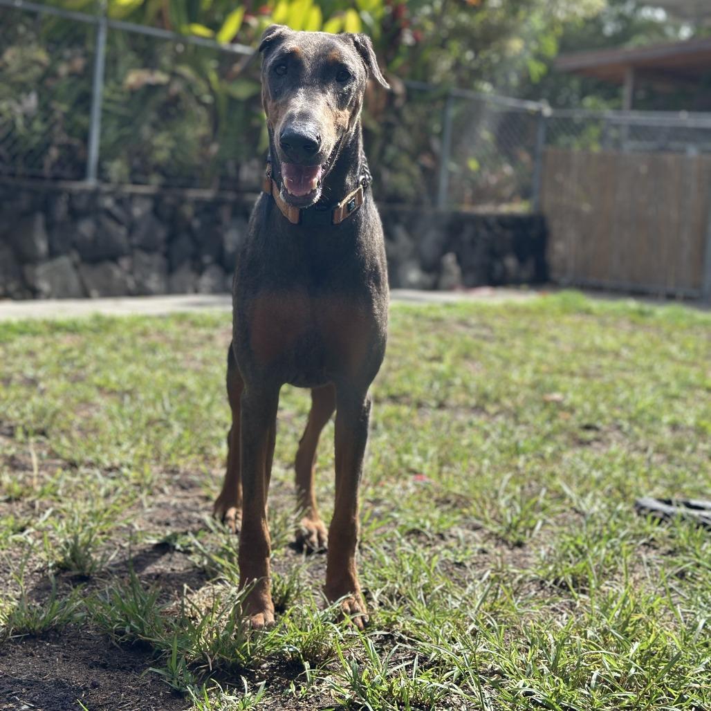 Enlarge Dixie, a Adoptable Doberman Pinscher in Keaau, HI image 4/6