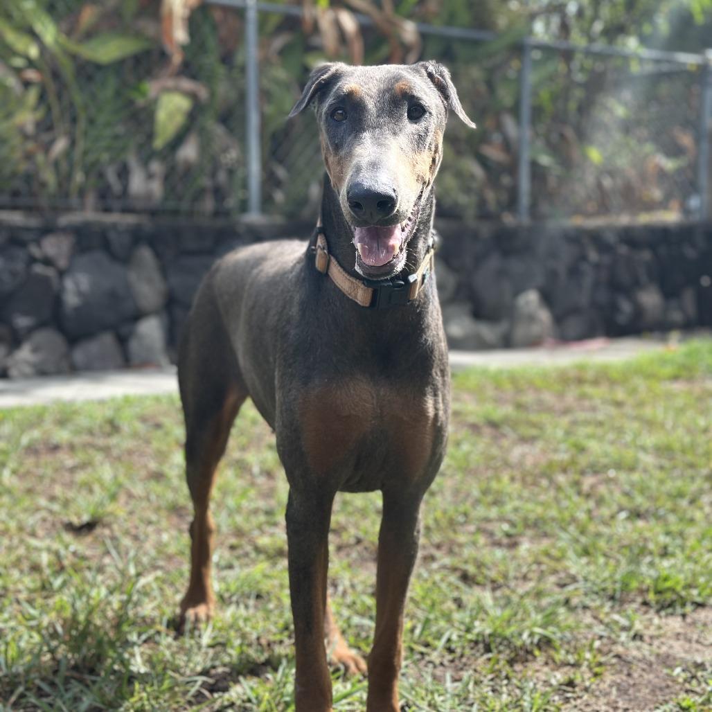 Enlarge Dixie, a Adoptable Doberman Pinscher in Keaau, HI image 5/6