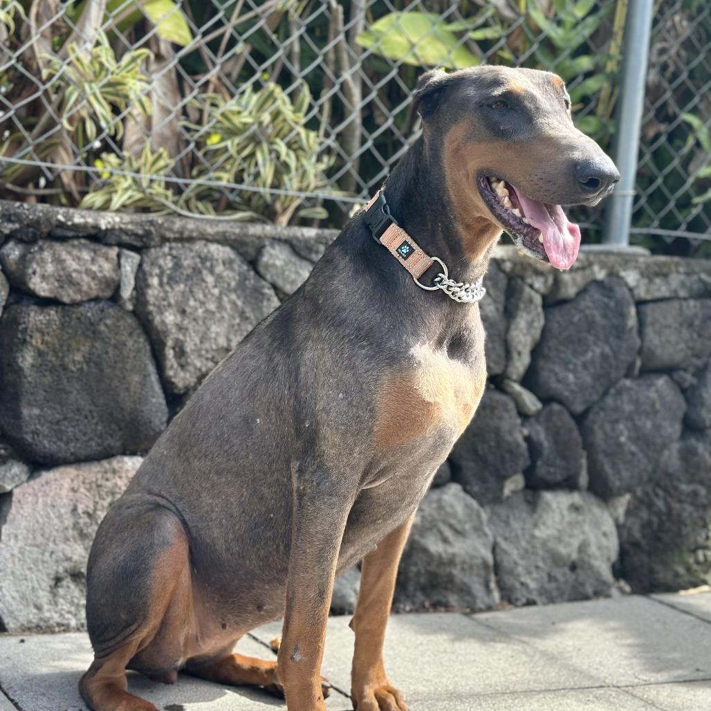 Enlarge Dixie, a Adoptable Doberman Pinscher in Keaau, HI image 6/6
