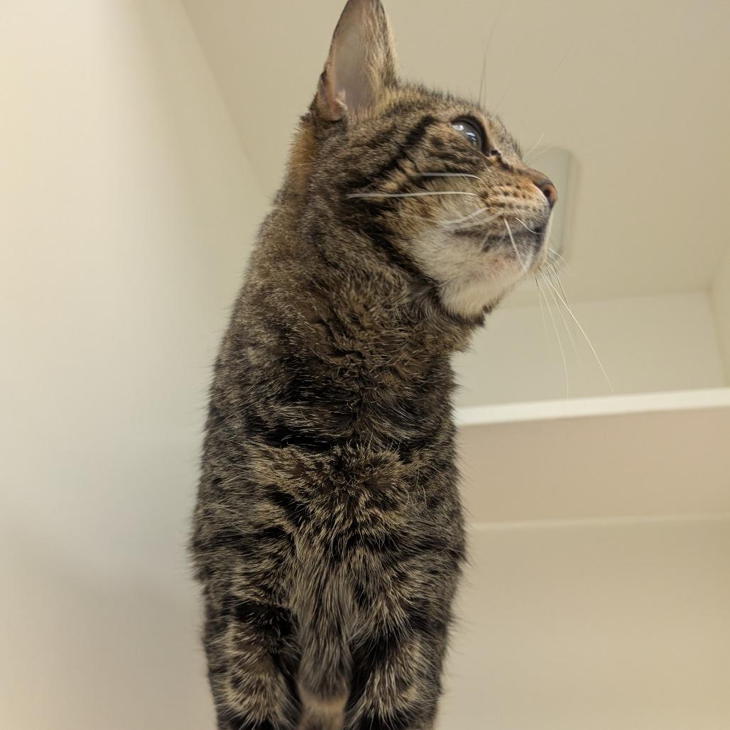 Spaghetti — thumbnail 2