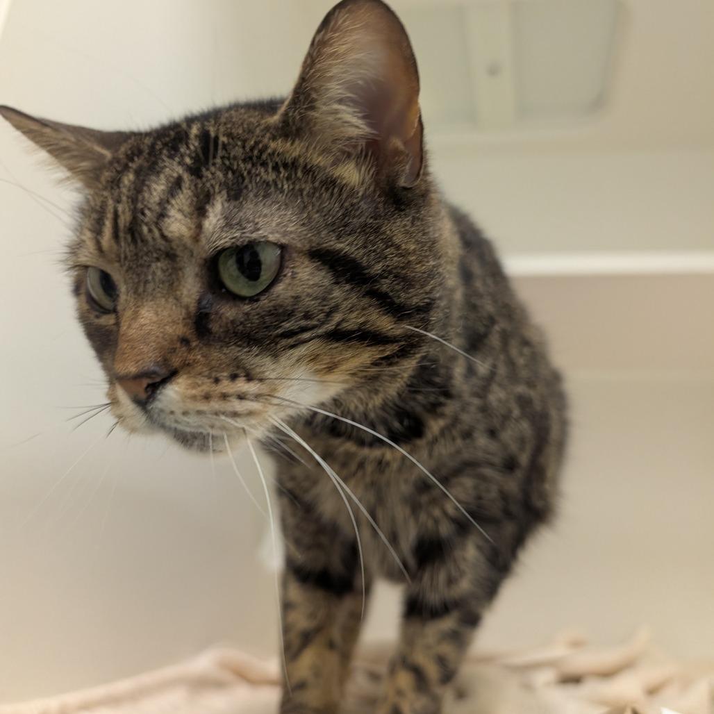 Spaghetti — thumbnail 3