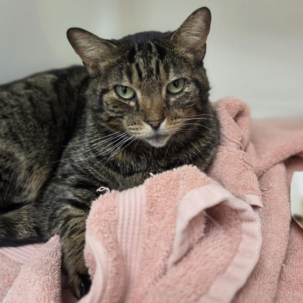 Spaghetti — thumbnail 4