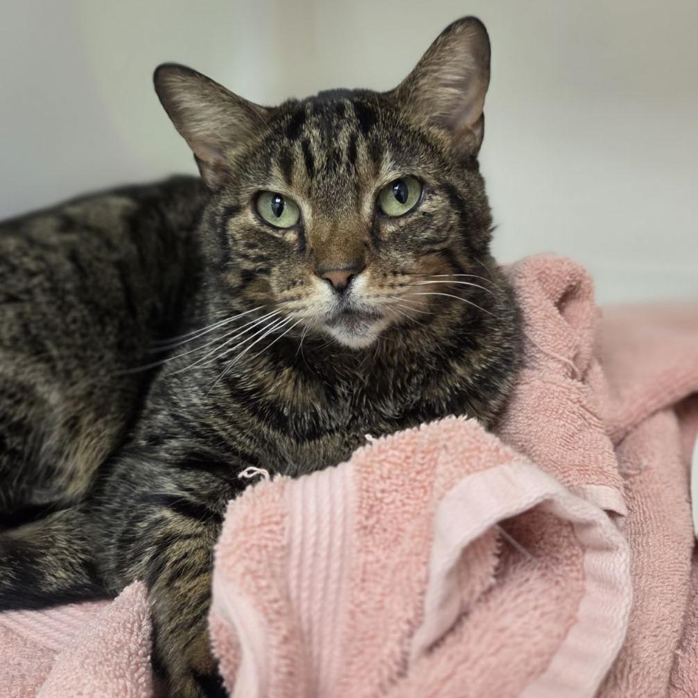 Spaghetti — thumbnail 5