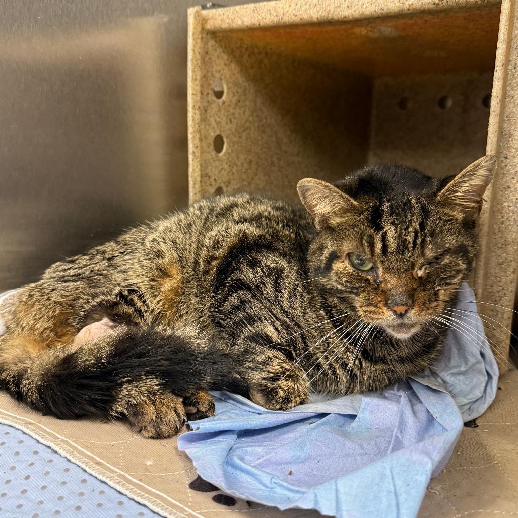 Spaghetti — thumbnail 6