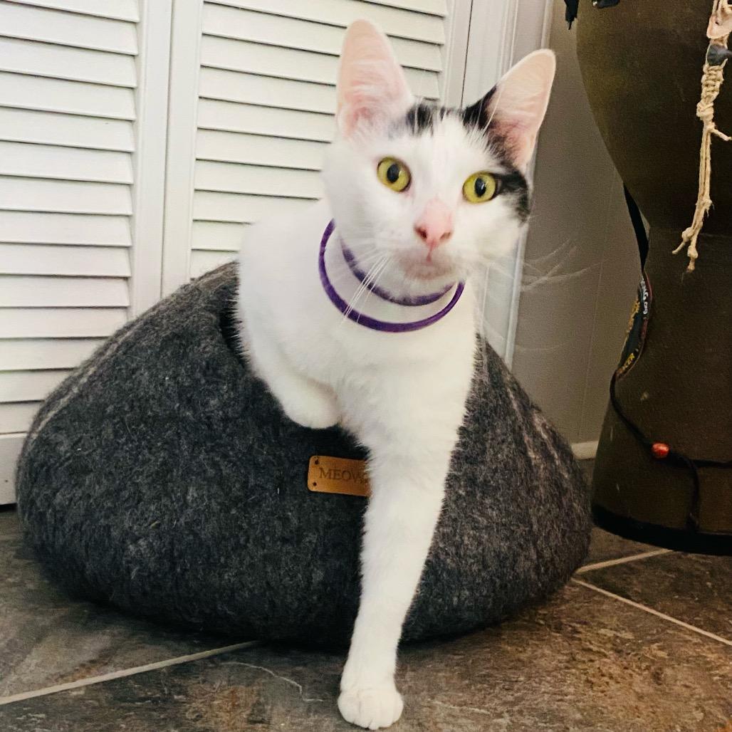 Enlarge Ollie, a Adoptable Domestic Short Hair in Charlotte, NC image 1/5