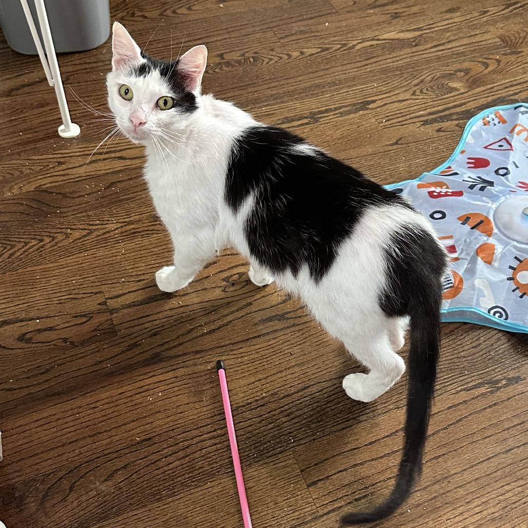 Enlarge Ollie, a Adoptable Domestic Short Hair in Charlotte, NC image 2/5