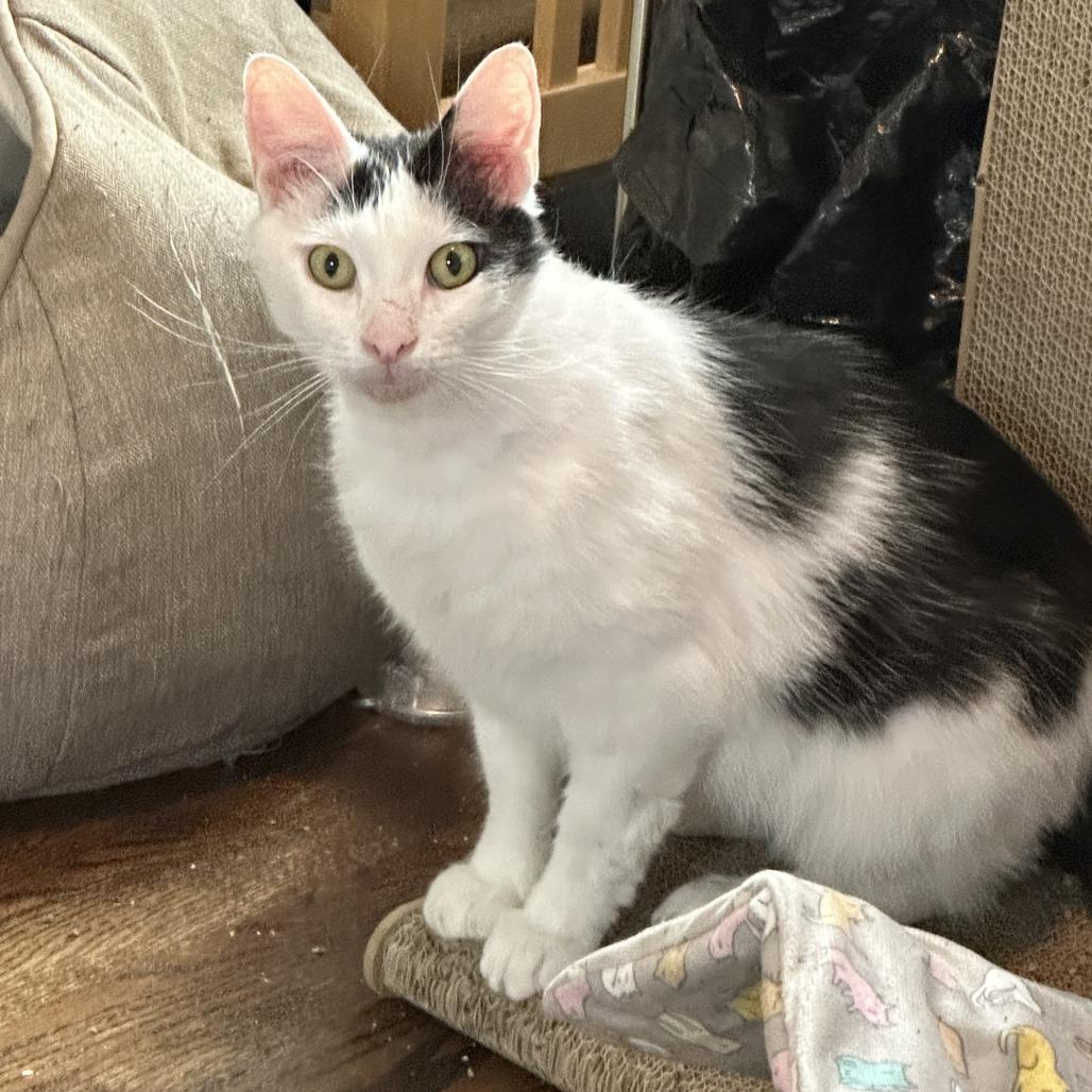 Enlarge Ollie, a Adoptable Domestic Short Hair in Charlotte, NC image 3/5