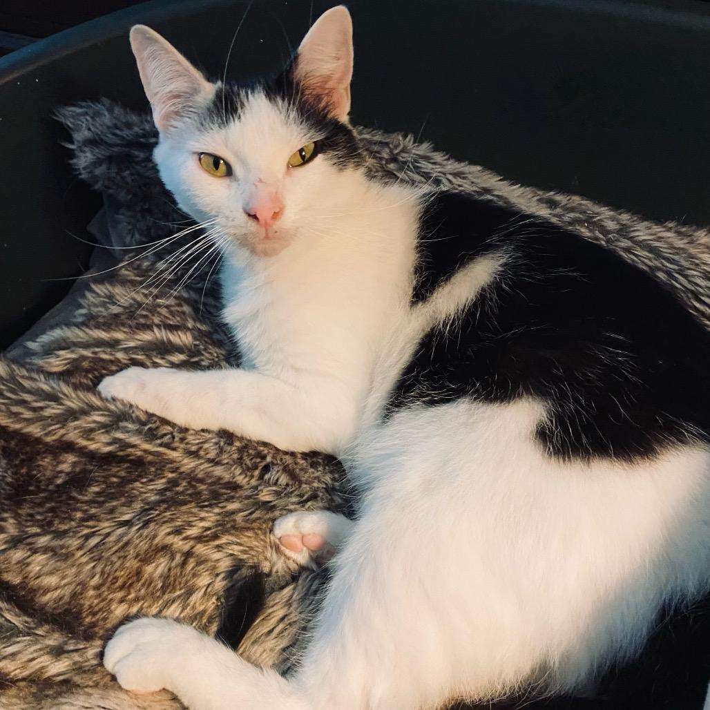 Enlarge Ollie, a Adoptable Domestic Short Hair in Charlotte, NC image 4/5