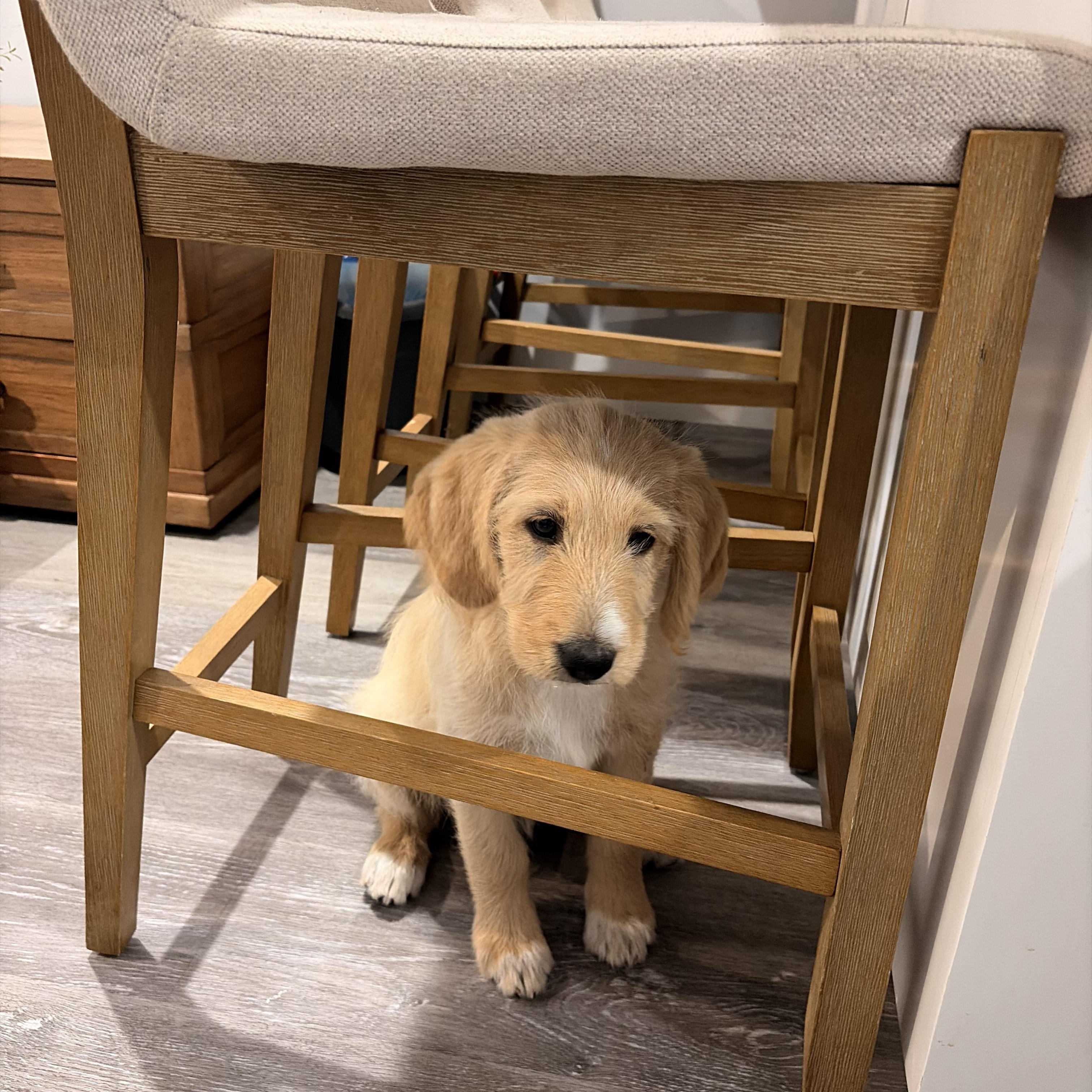 Iris, a ADOPTABLE Goldendoodle in Torrance, CA image 1/3