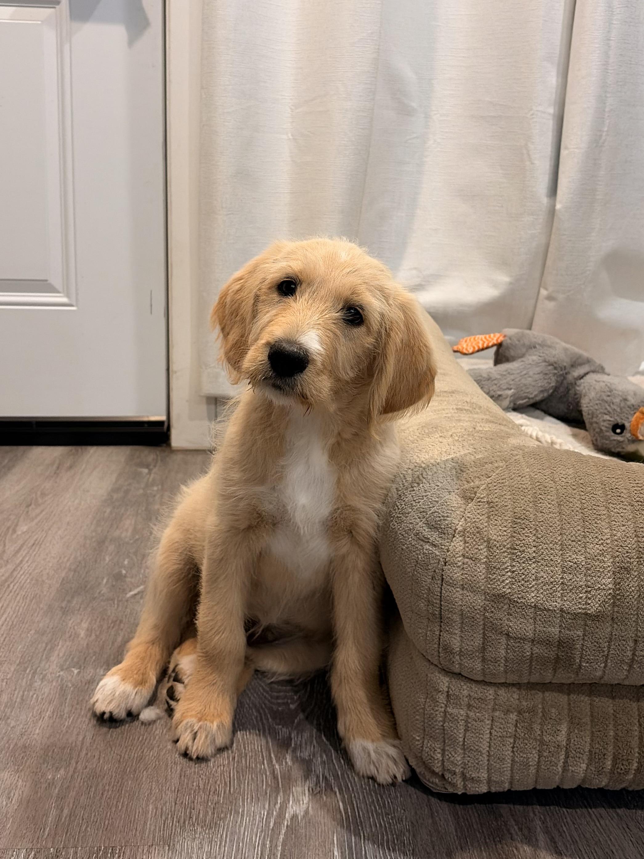 Iris, a ADOPTABLE Goldendoodle in Torrance, CA image 3/3