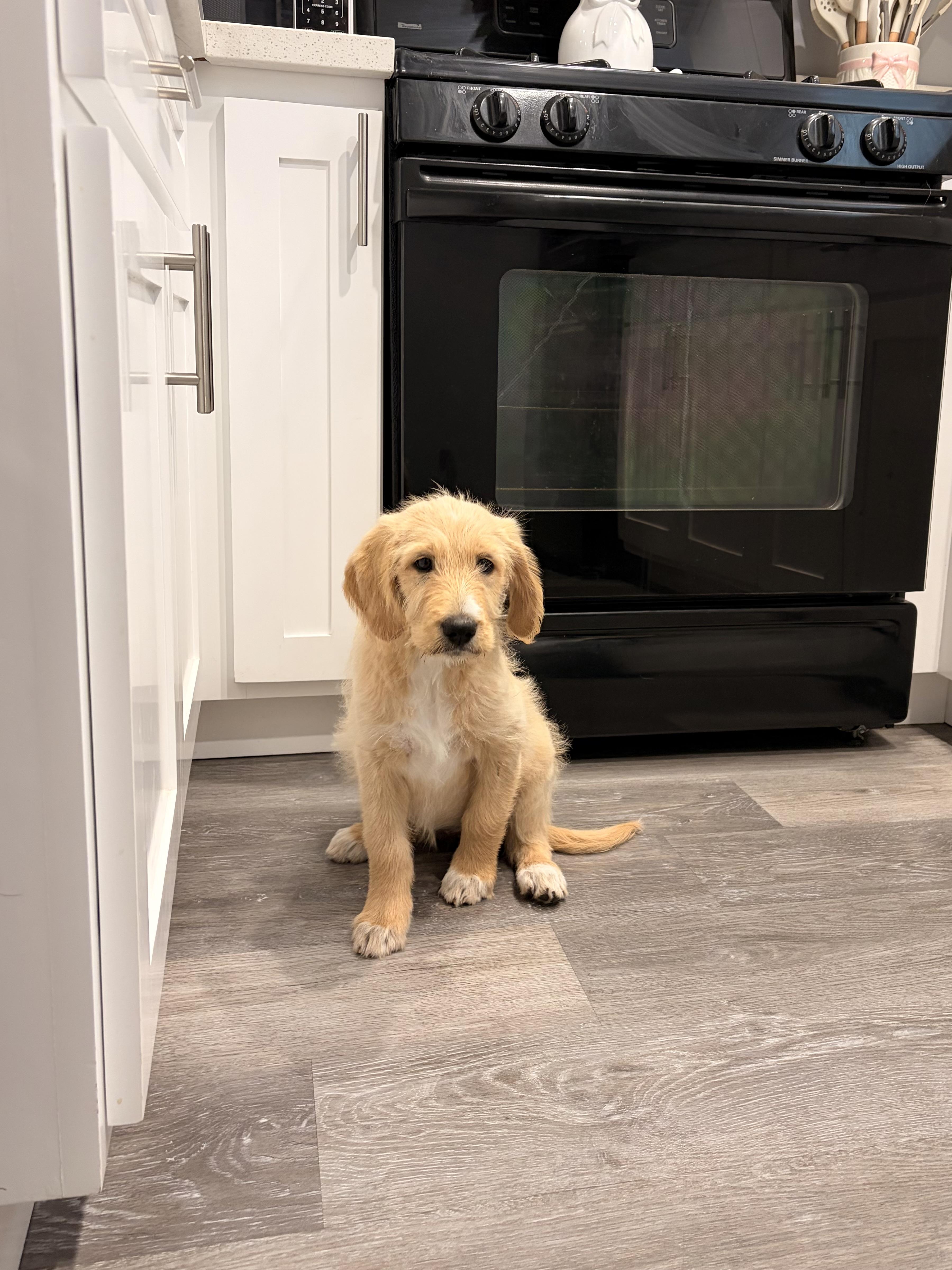 Iris, a ADOPTABLE Goldendoodle in Torrance, CA image 2/3