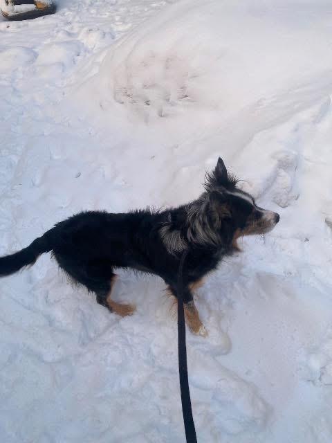 Ninja, Adoptable, Adult Male Australian Shepherd.