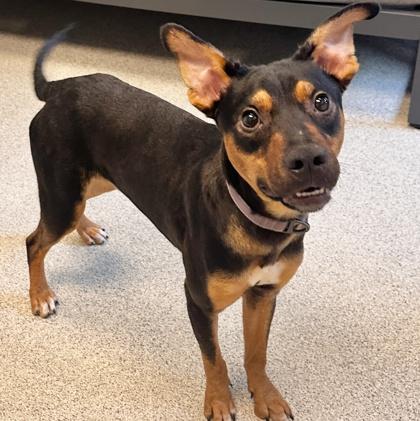 Rango, Adoptable, Adult Male Mixed Breed.