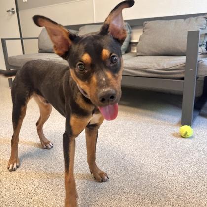 Enlarge Rango, a Adoptable Mixed Breed in Lansing, MI image 2/3