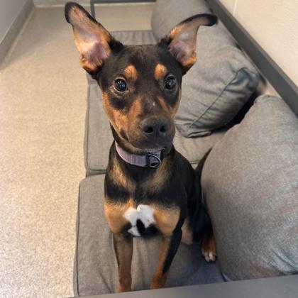 Enlarge Rango, a Adoptable Mixed Breed in Lansing, MI image 3/3