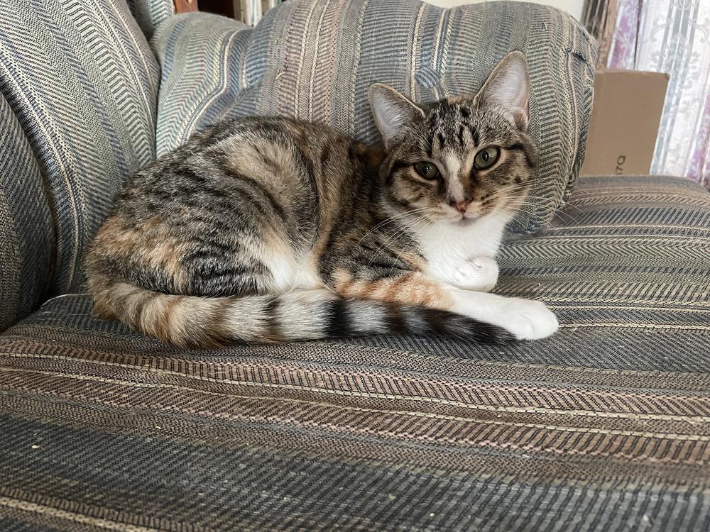 Pocahontas, Adoptable, Young Female Domestic Short Hair & Calico.