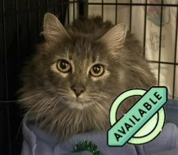 Lady Rainicorn — thumbnail 2