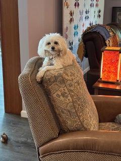 Enlarge Olive-OS, a Adopted mixed breed in Pataskala, OH image 1/3