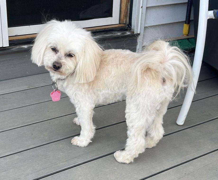 Enlarge Olive-OS, a Adopted mixed breed in Pataskala, OH image 2/3