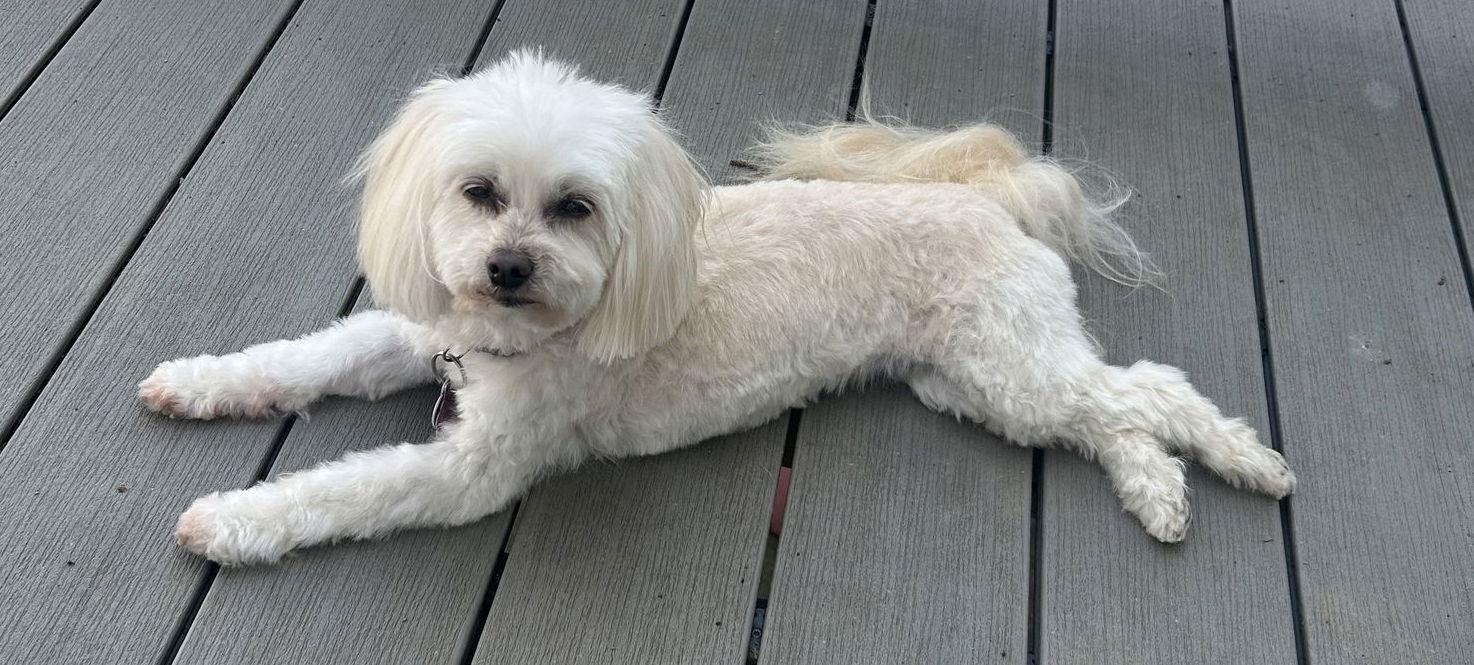 Enlarge Olive-OS, a Adopted mixed breed in Pataskala, OH image 3/3