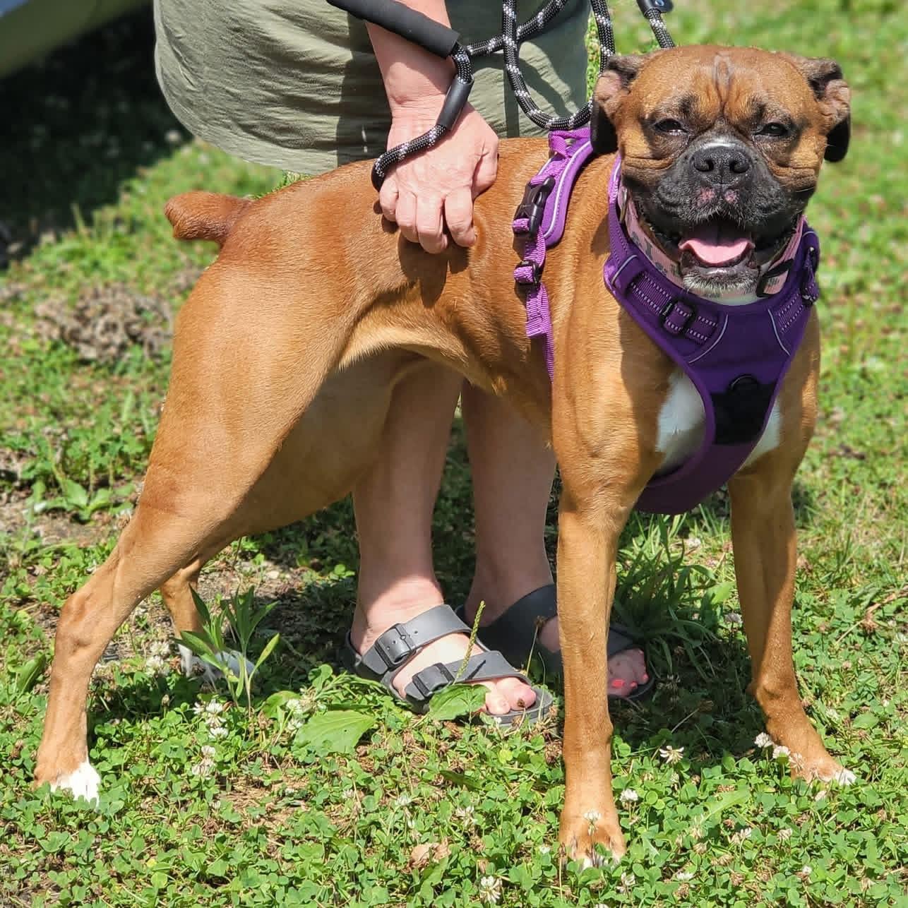 Ella, a ADOPTABLE Boxer in Fountaintown, IN image 1/5