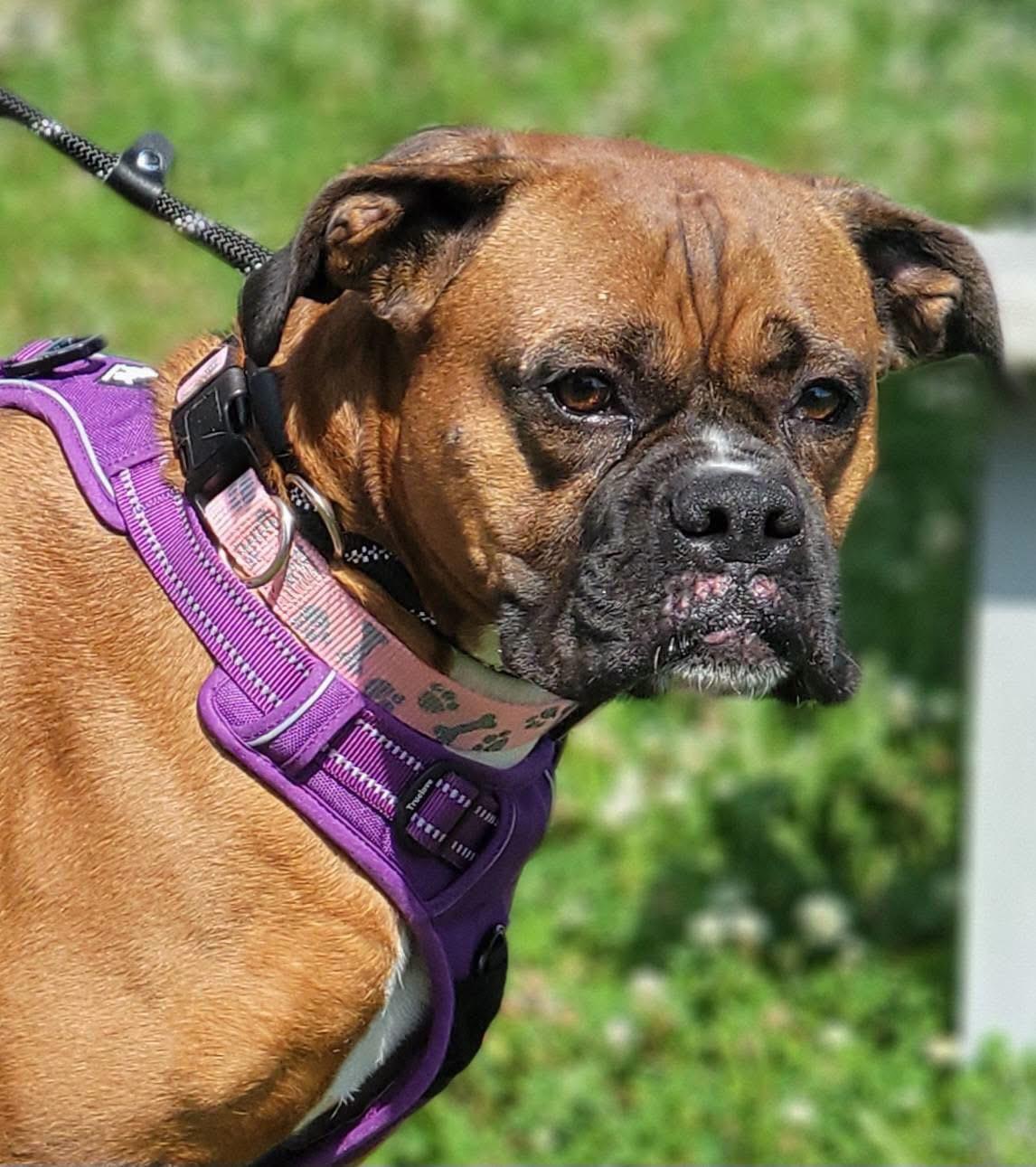 Ella, a ADOPTABLE Boxer in Fountaintown, IN image 4/5