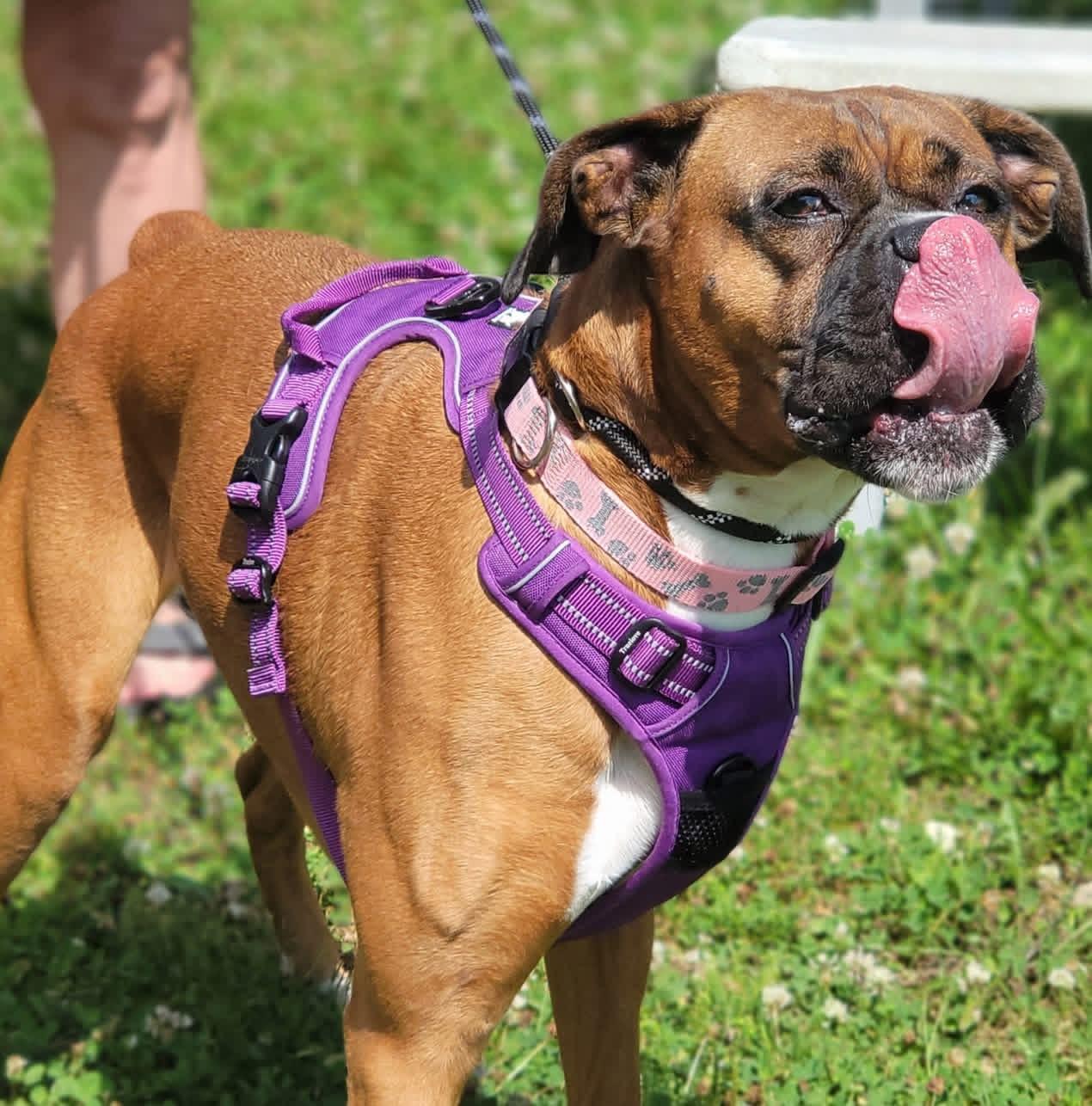 Ella, a ADOPTABLE Boxer in Fountaintown, IN image 5/5