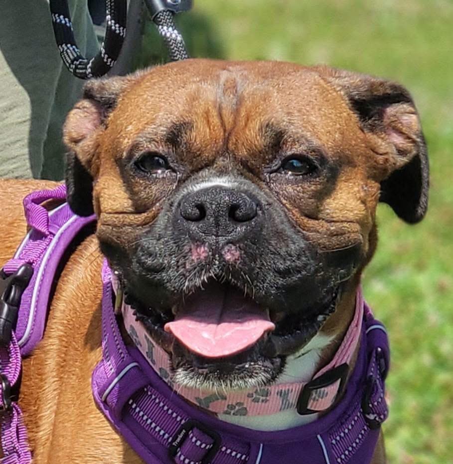 Ella, a ADOPTABLE Boxer in Fountaintown, IN image 3/5