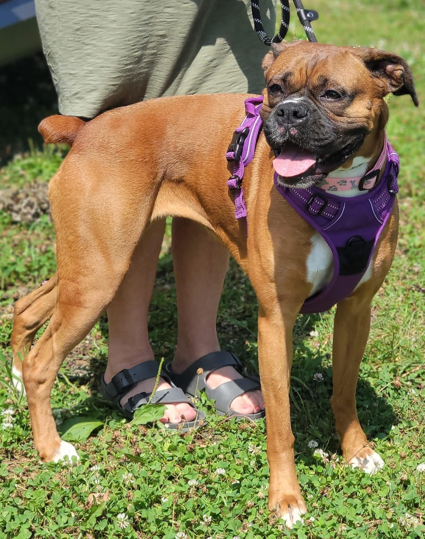 Ella, a ADOPTABLE Boxer in Fountaintown, IN image 2/5