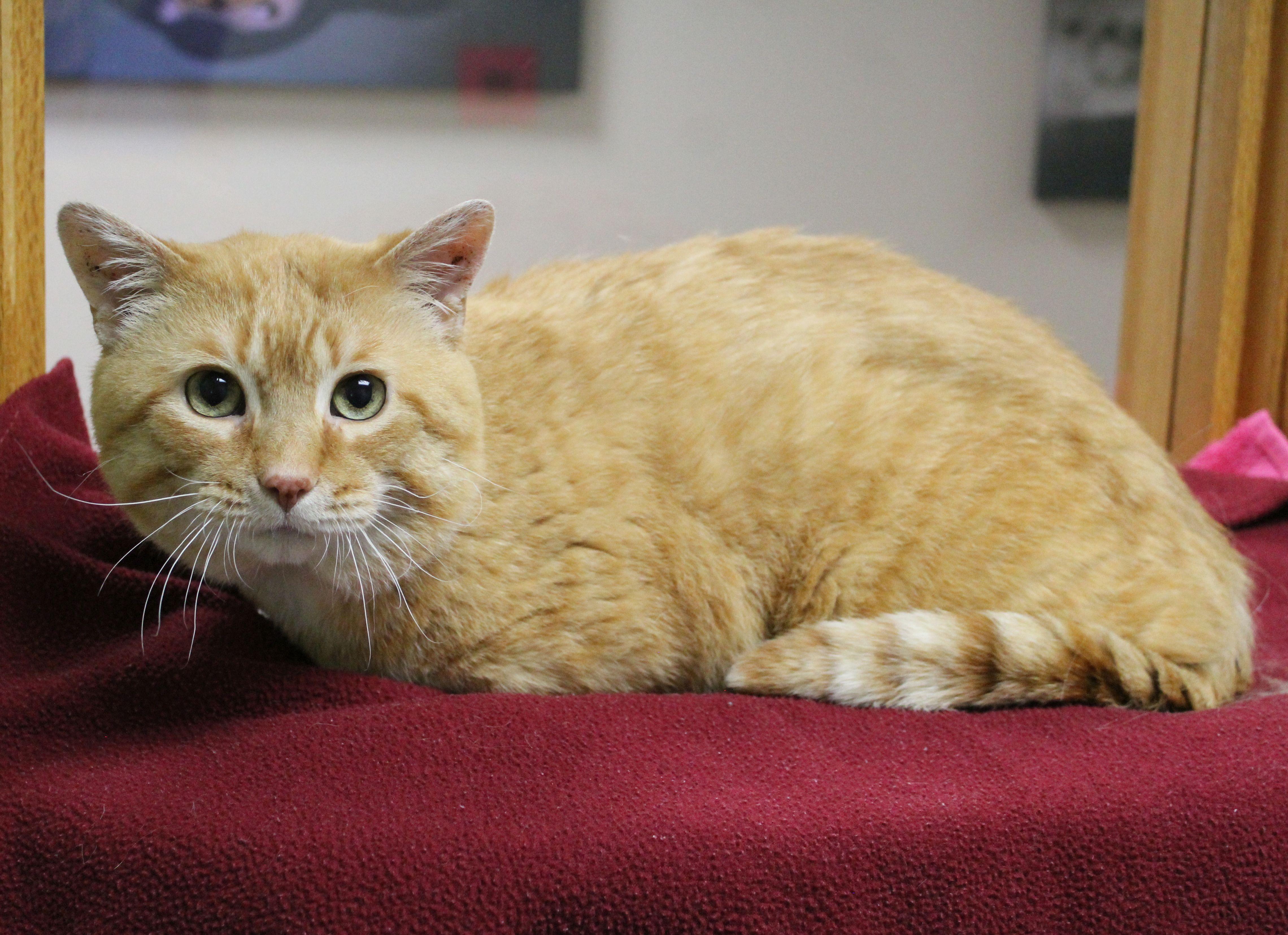 Twinkie, Adult Male Domestic Short Hair