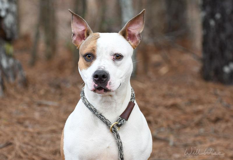 Bridget #22124, ADOPTABLE, Adult Female Pit Bull Terrier.