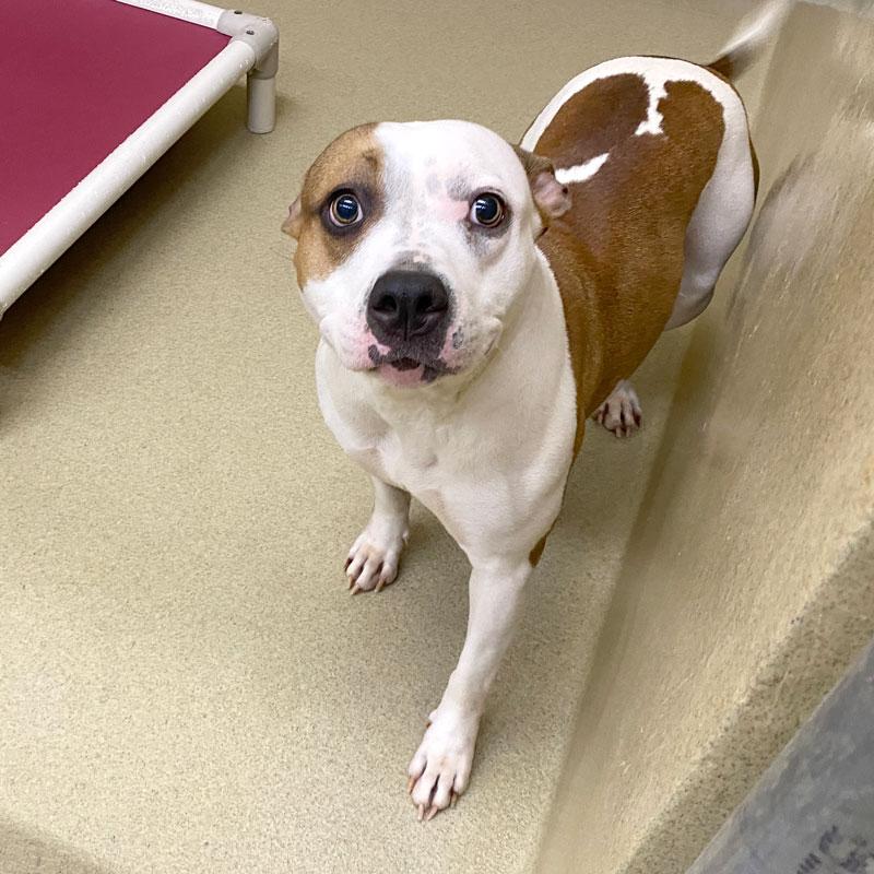 Enlarge Bridget #22124, a ADOPTABLE mixed breed in Monroe, GA image 3/6