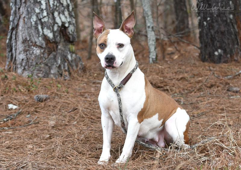 Enlarge Bridget #22124, a ADOPTABLE mixed breed in Monroe, GA image 5/6