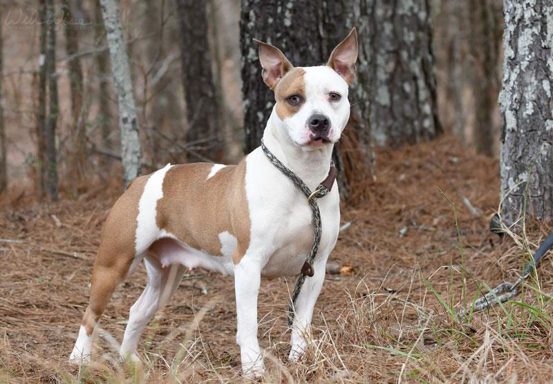 Enlarge Bridget #22124, a ADOPTABLE mixed breed in Monroe, GA image 6/6