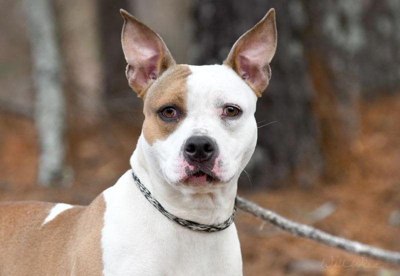 Enlarge Bridget #22124, a ADOPTABLE mixed breed in Monroe, GA image 4/6