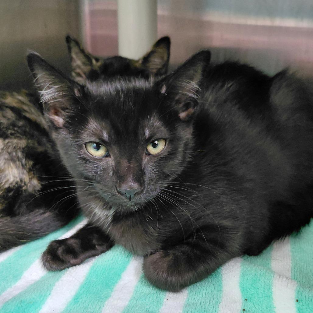 Aura, Adoptable, Kitten Female Domestic Short Hair.
