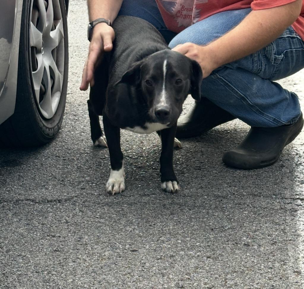 Enlarge Hank, a Adoptable mixed breed in Gallatin, TN image 1/3