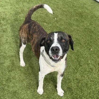Odem, a Adoptable mixed breed in Springfield, MA image 4/6