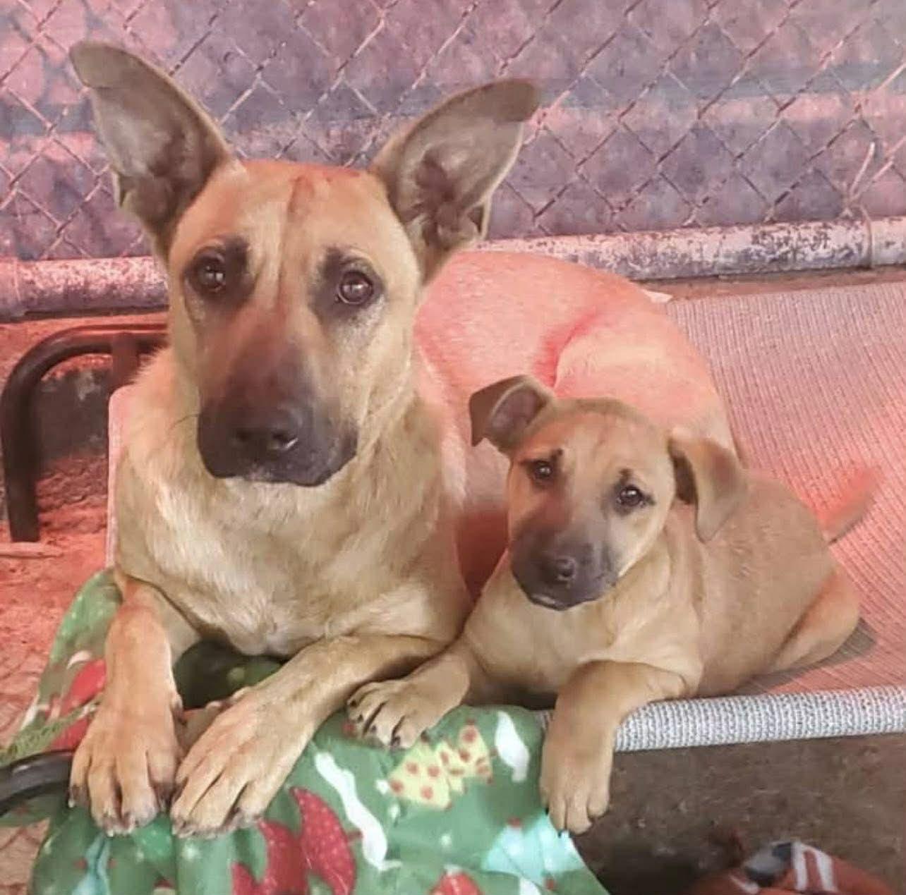 Enlarge Cairo, a ADOPTABLE mixed breed in Brunswick, ME image 2/2