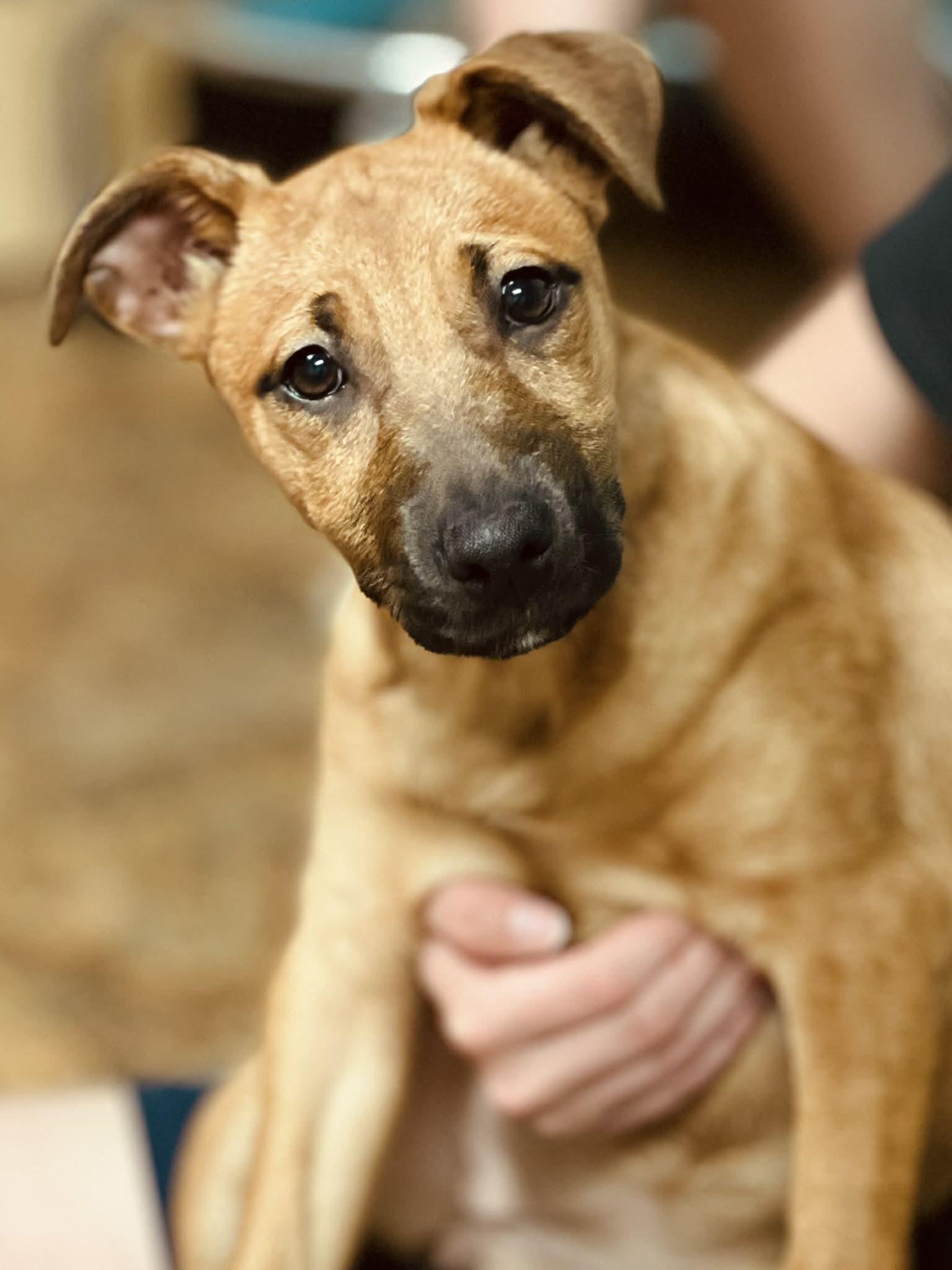 Enlarge Cairo, a ADOPTABLE mixed breed in Brunswick, ME image 1/2