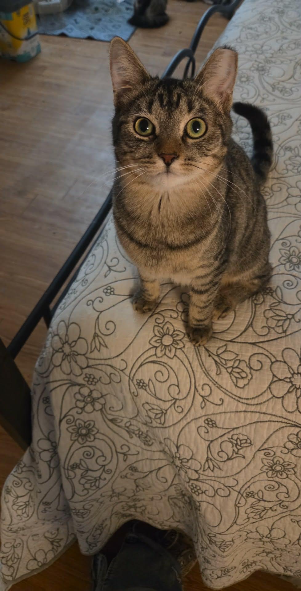 Enlarge Kit Kat, a ADOPTABLE Domestic Short Hair in Globe, AZ image 1/1