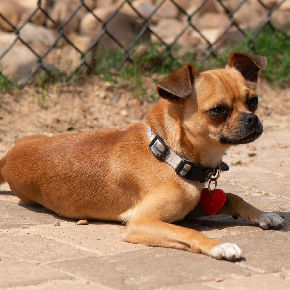 Enlarge Portland, a Adoptable mixed breed in Richmond, TX image 1/4