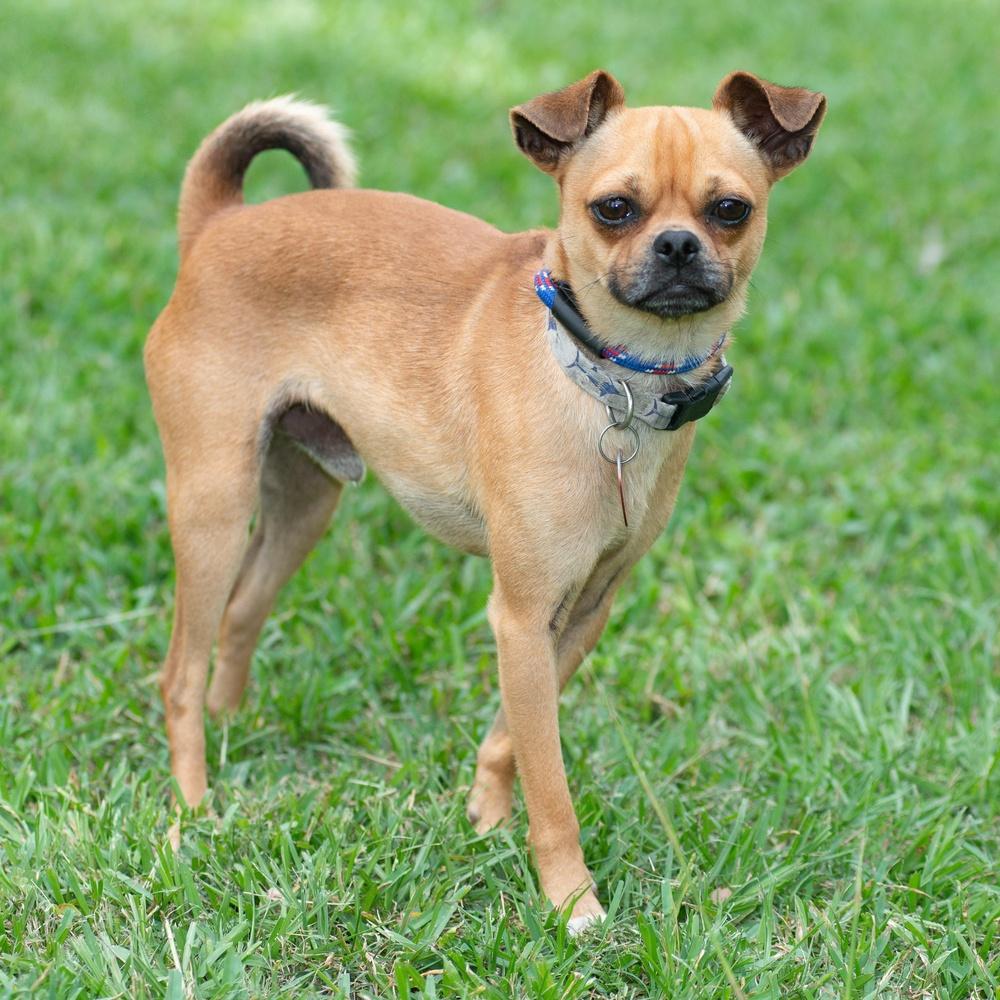 Enlarge Portland, a Adoptable mixed breed in Richmond, TX image 2/4