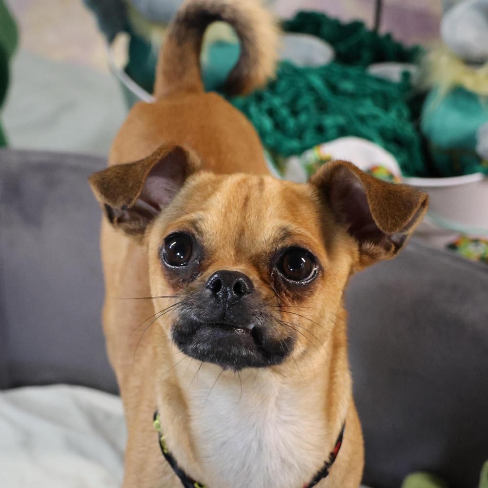 Enlarge Portland, a Adoptable mixed breed in Richmond, TX image 3/4