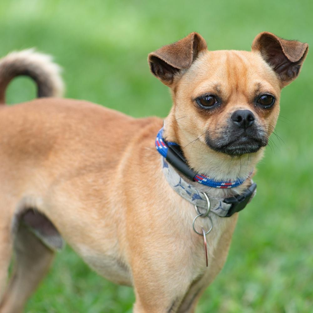 Enlarge Portland, a Adoptable mixed breed in Richmond, TX image 4/4