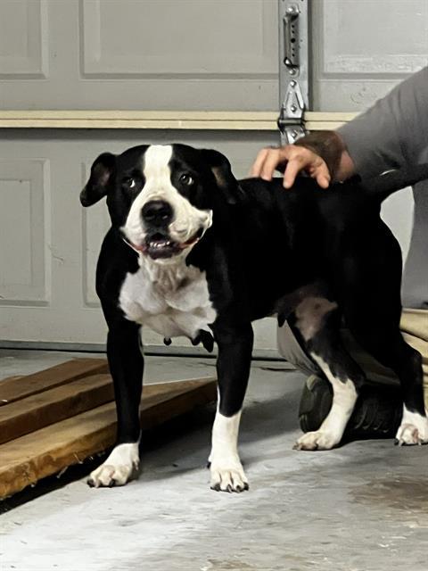 KUMA, Adoptable, Adult Female American Staffordshire Terrier.